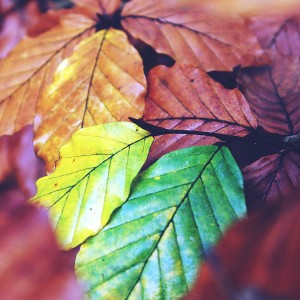 Photo of autumn leaves by Pixabay photographer Tante Tati